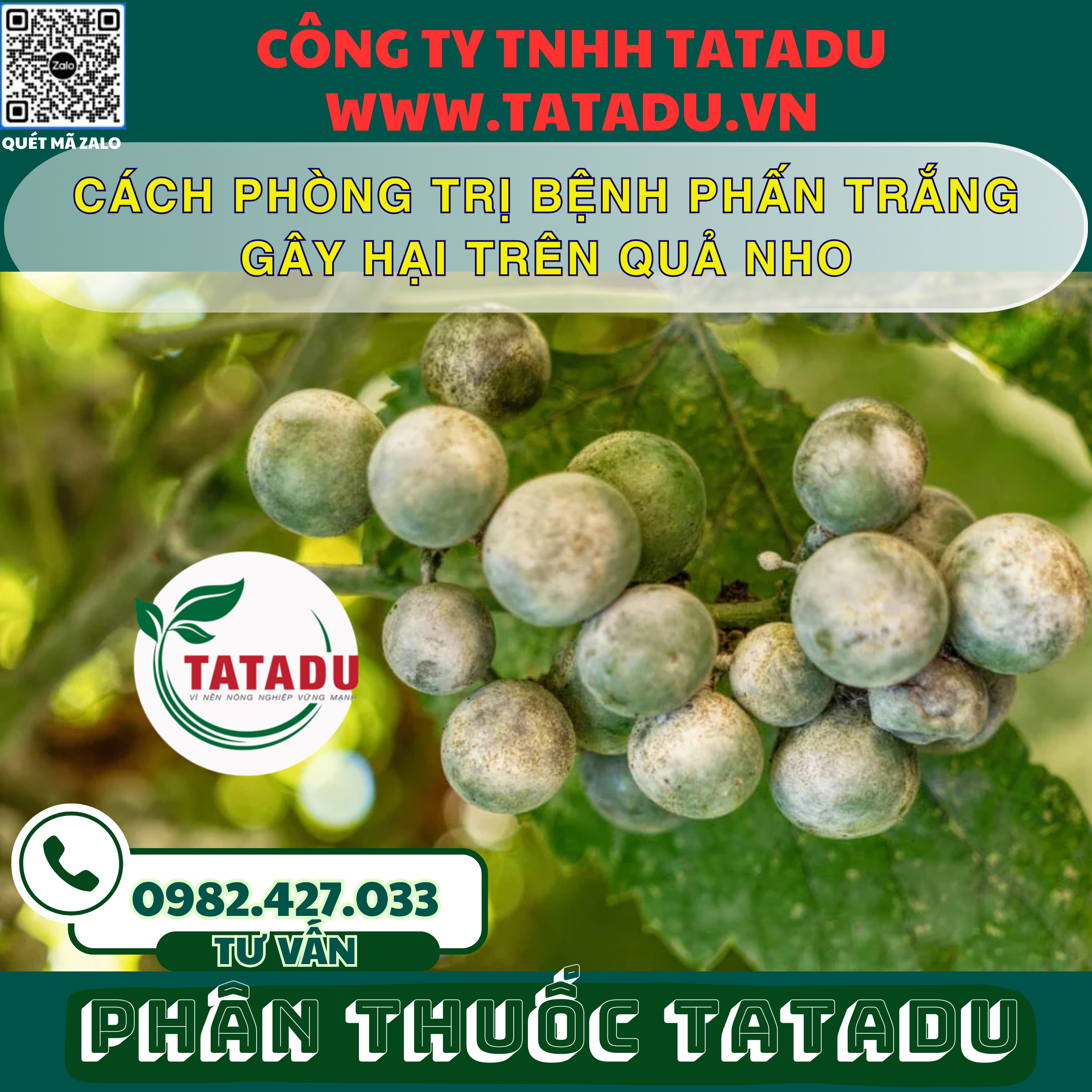 CACH PHONG TRI BENH PHAN TRANG GAY HAI TREN QUA NHO