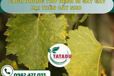 CÁCH PHÒNG TRỪ BỆNH RỈ SẮT GÂY HẠI TRÊN CÂY NHO – CÔNG TY TNHH TATADU