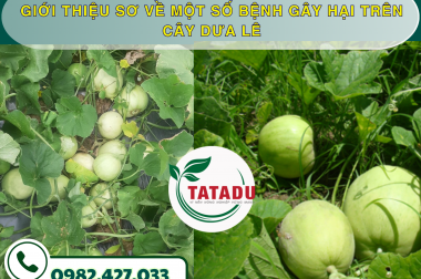 GIỚI THIỆU SƠ VỀ MỘT SỐ BỆNH GÂY HẠI TRÊN CÂY DƯA LÊ – CÔNG TY TNHH TATADU