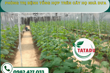 PHÒNG TRỊ BỆNH TỔNG HỢP TRÊN CÂY HỌ NHÀ DƯA – CÔNG TY TNHH TATADU