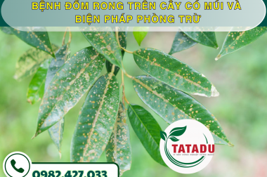BỆNH ĐỐM RONG TRÊN CÂY CÓ MÚI VÀ BIỆN PHÁP PHÒNG TRỪ – CÔNG TY TNHH TATADU