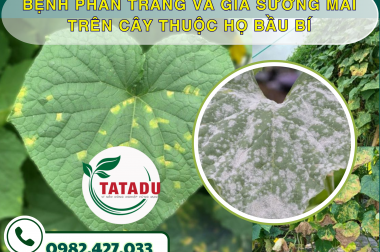 BỆNH PHẤN TRẮNG VÀ GIẢ SƯƠNG MAI TRÊN CÂY THUỘC HỌ BẦU BÍ – CÔNG TY TNHH TATADU