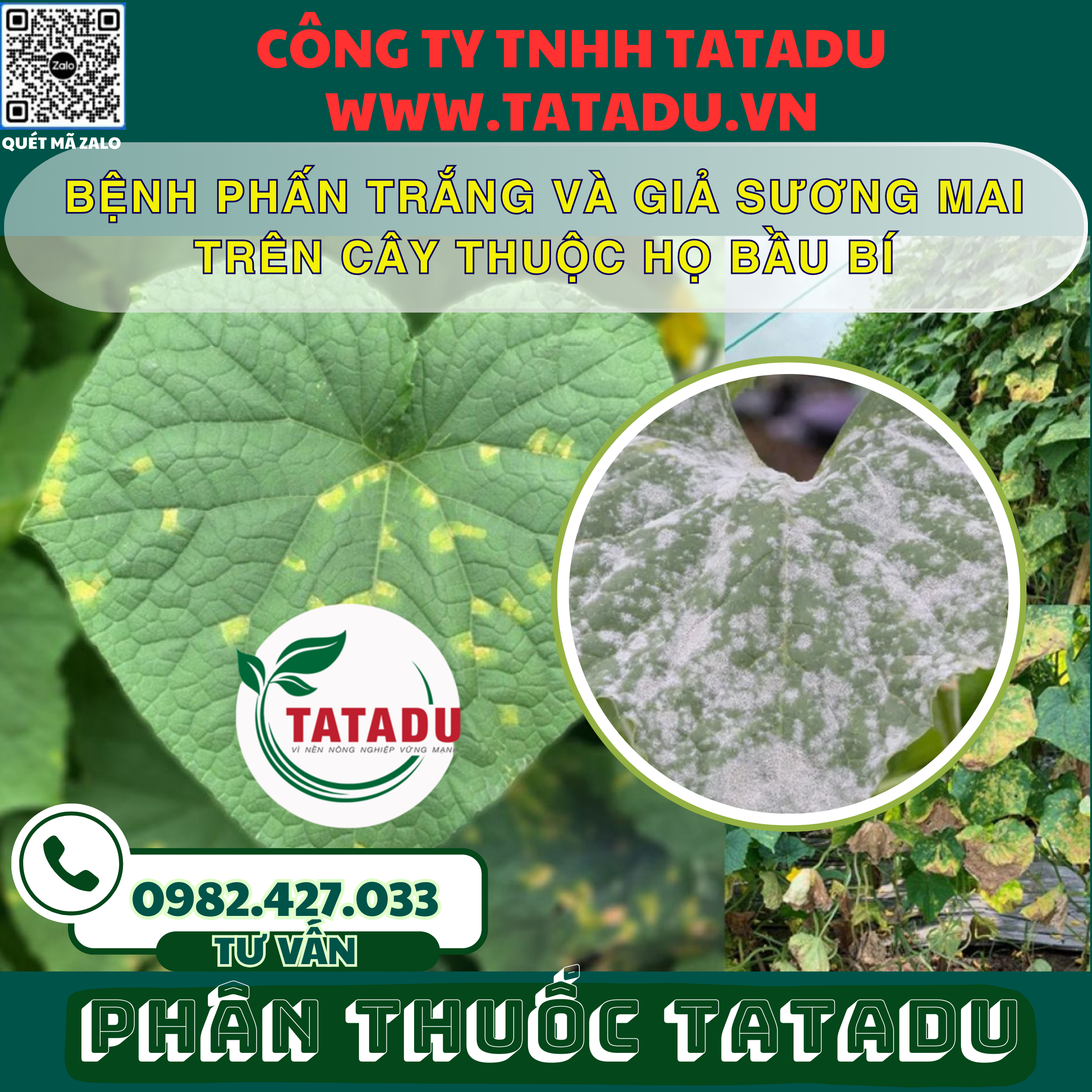 BENH PHAN TRANG VA GIA SUONG MAI TREN CAY THUOC HO BAU BI