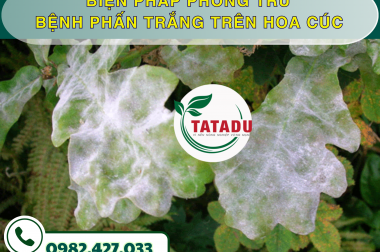 BIỆN PHÁP PHÒNG TRỪ BỆNH PHẤN TRẮNG TRÊN HOA CÚC – CÔNG TY TNHH TATADU