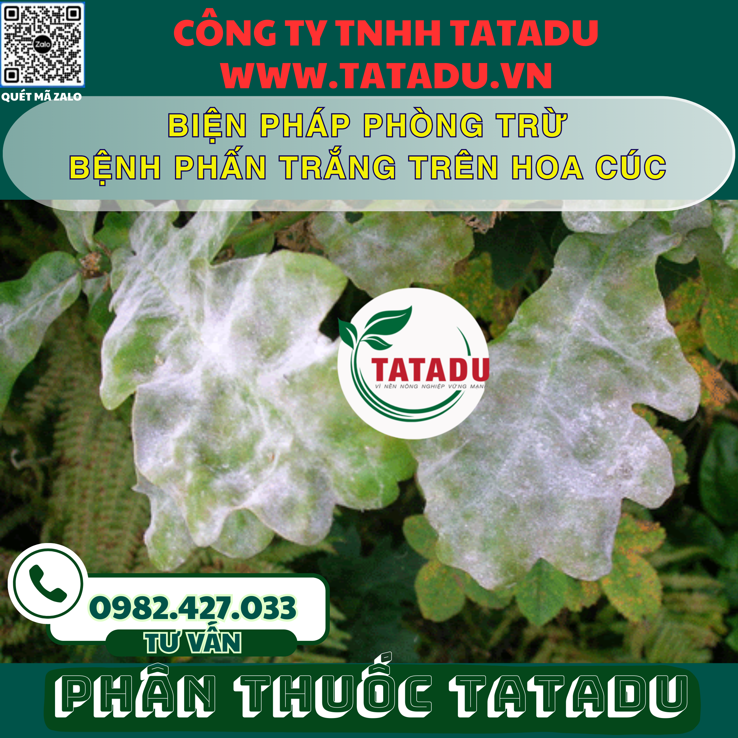 BIEN PHAP PHONG TRU BENH PHAN TRANG TREN HOA CUC