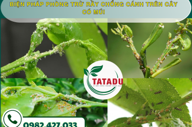 BIỆN PHÁP PHÒNG TRỪ RẦY CHỔNG CÁNH TRÊN CÂY CÓ MÚI – CÔNG TY TNHH TATADU