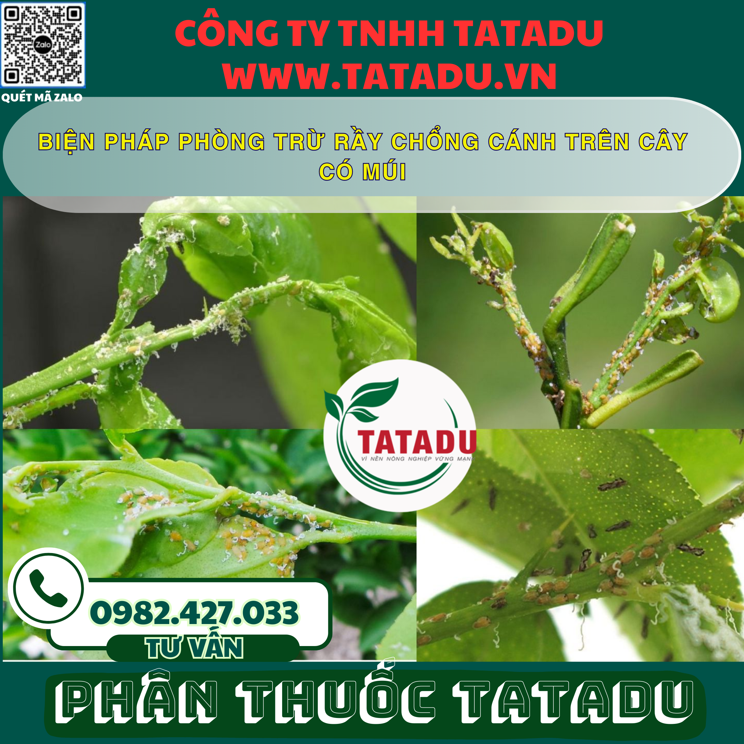 BIEN PHAP PHONG TRU RAY CHONG CANH TREN CAY CO MUI BIEN PHAP PHONG TRU RAY CHONG CANH TREN CAY CO MUI