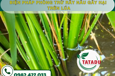 BIỆN PHÁP PHÒNG TRỪ RẦY NÂU GÂY HẠI TRÊN LÚA – CÔNG TY TNHH TATADU