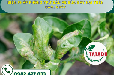 BIỆN PHÁP PHÒNG TRỪ SÂU VẼ BÙA GÂY HẠI TRÊN CAM, QUÝT – CÔNG TY TNHH TATADU