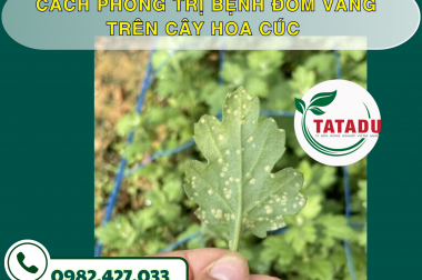 CÁCH PHÒNG TRỊ BỆNH ĐỐM VÀNG TRÊN CÂY HOA CÚC – CÔNG TY TNHH TATADU
