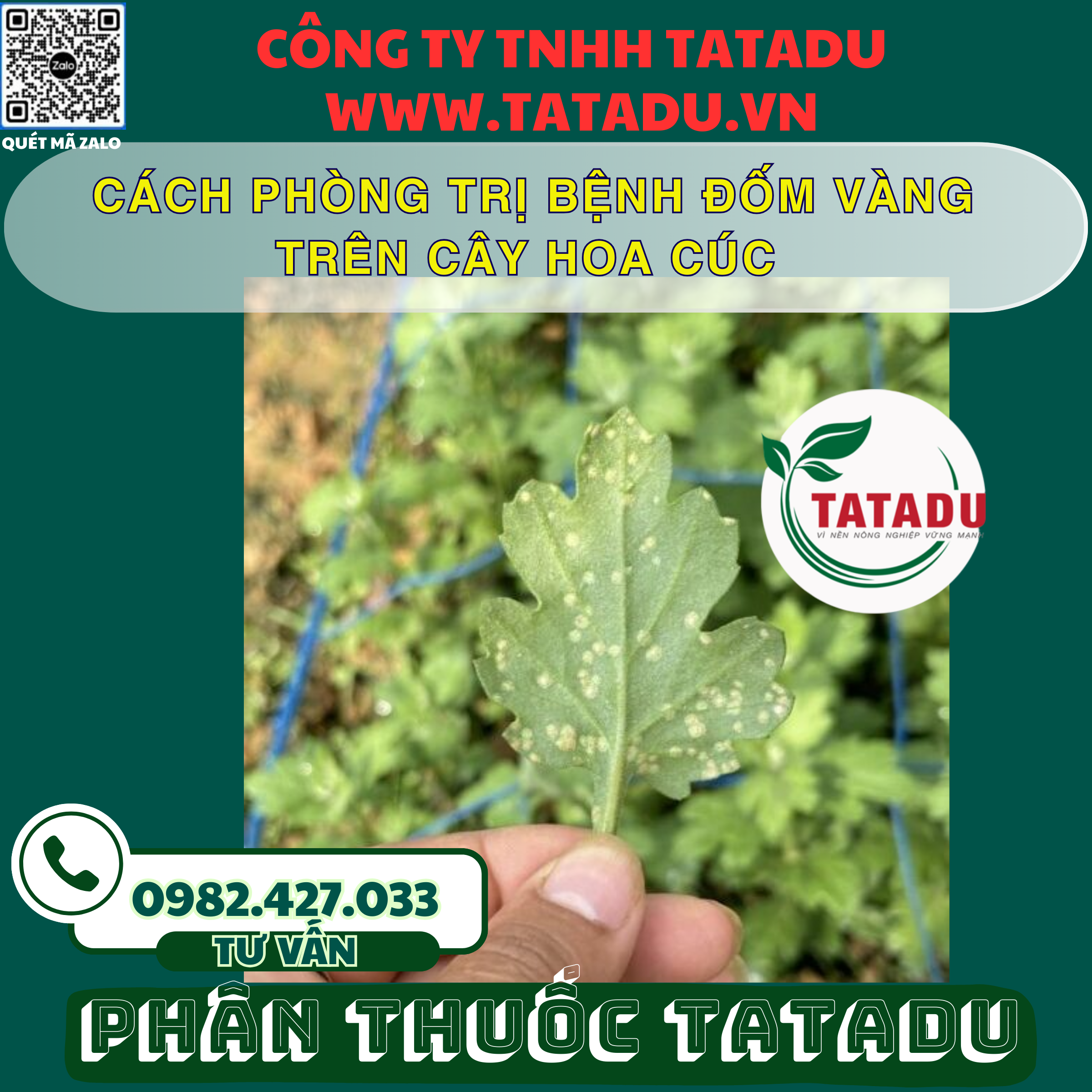 CACH PHONG TRI BENH DOM VANG TREN CAY HOA CUC