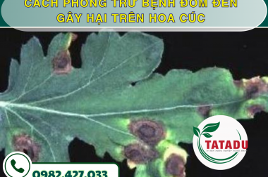 CÁCH PHÒNG TRỪ BỆNH ĐỐM ĐEN GÂY HẠI TRÊN HOA CÚC – CÔNG TY TNHH TATADU