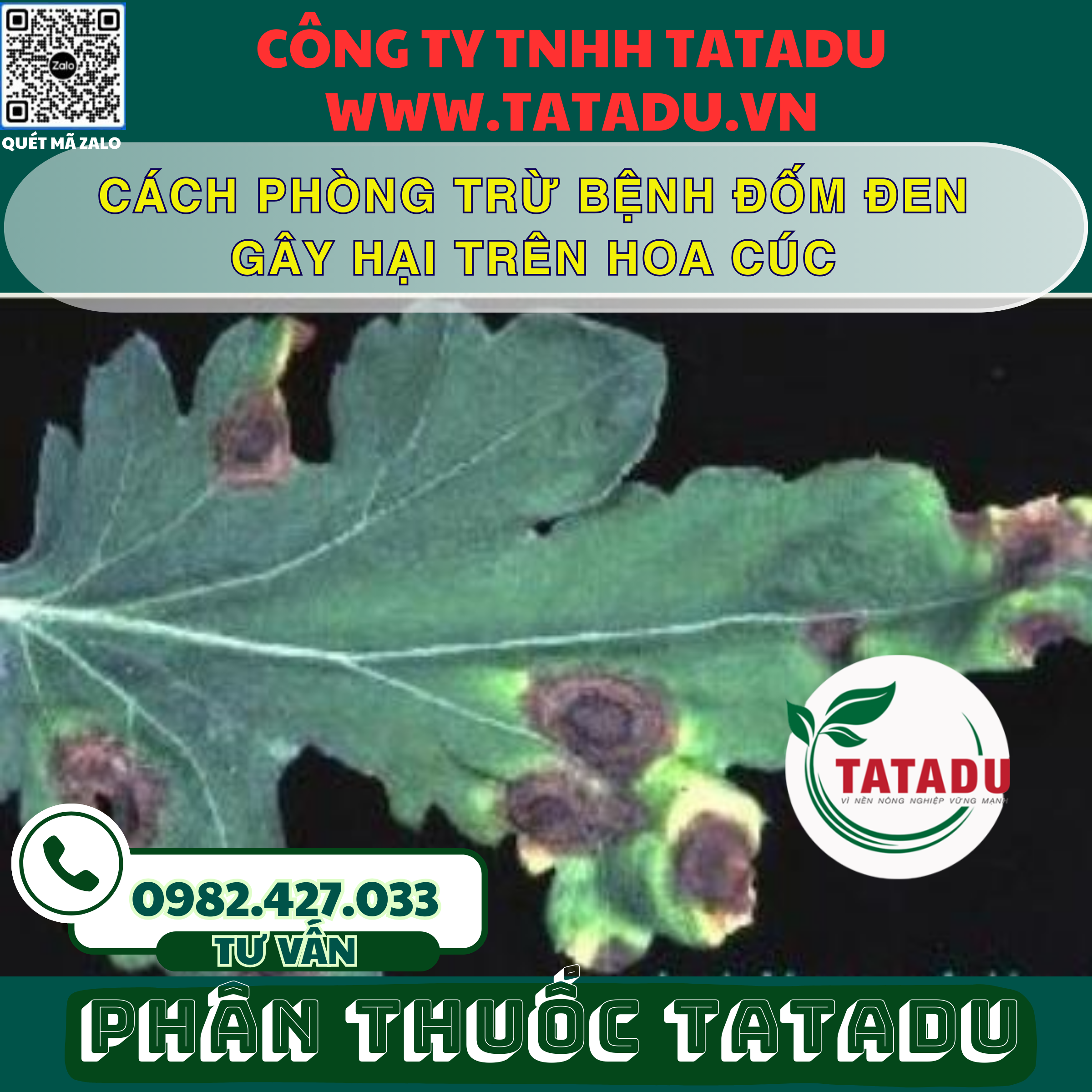 CACH PHONG TRU BENH DOM DEN GAY HAI TREN HOA CUC