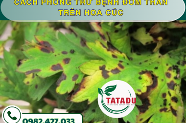 CÁCH PHÒNG TRỪ BỆNH ĐỐM THAN TRÊN HOA CÚC – CÔNG TY TNHH TATADU
