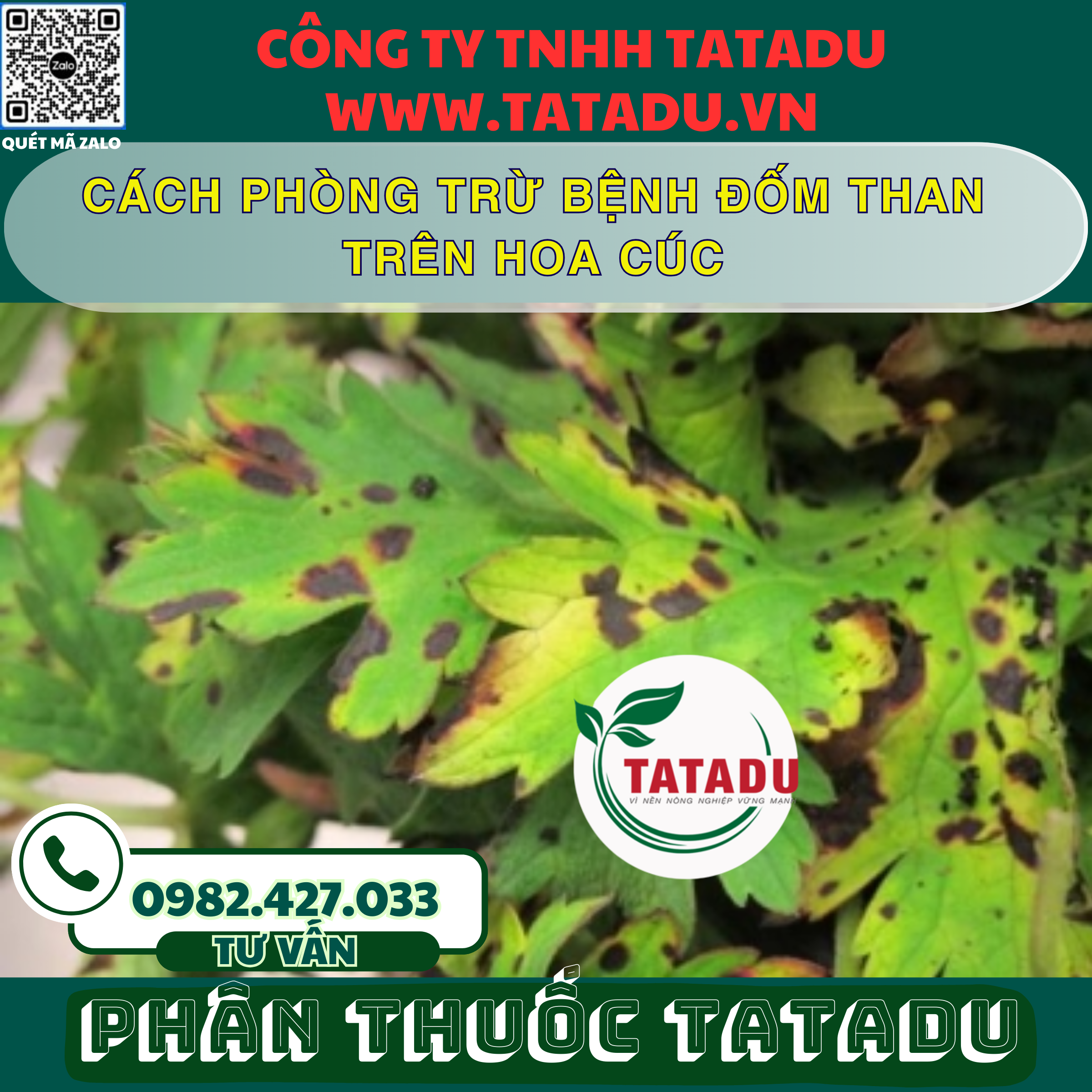 CACH PHONG TRU BENH DOM THAN TREN HOA CUC