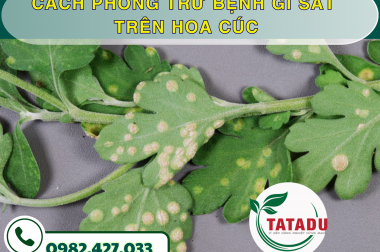 CÁCH PHÒNG TRỪ BỆNH GỈ SẮT TRÊN HOA CÚC – CÔNG TY TNHH TATADU