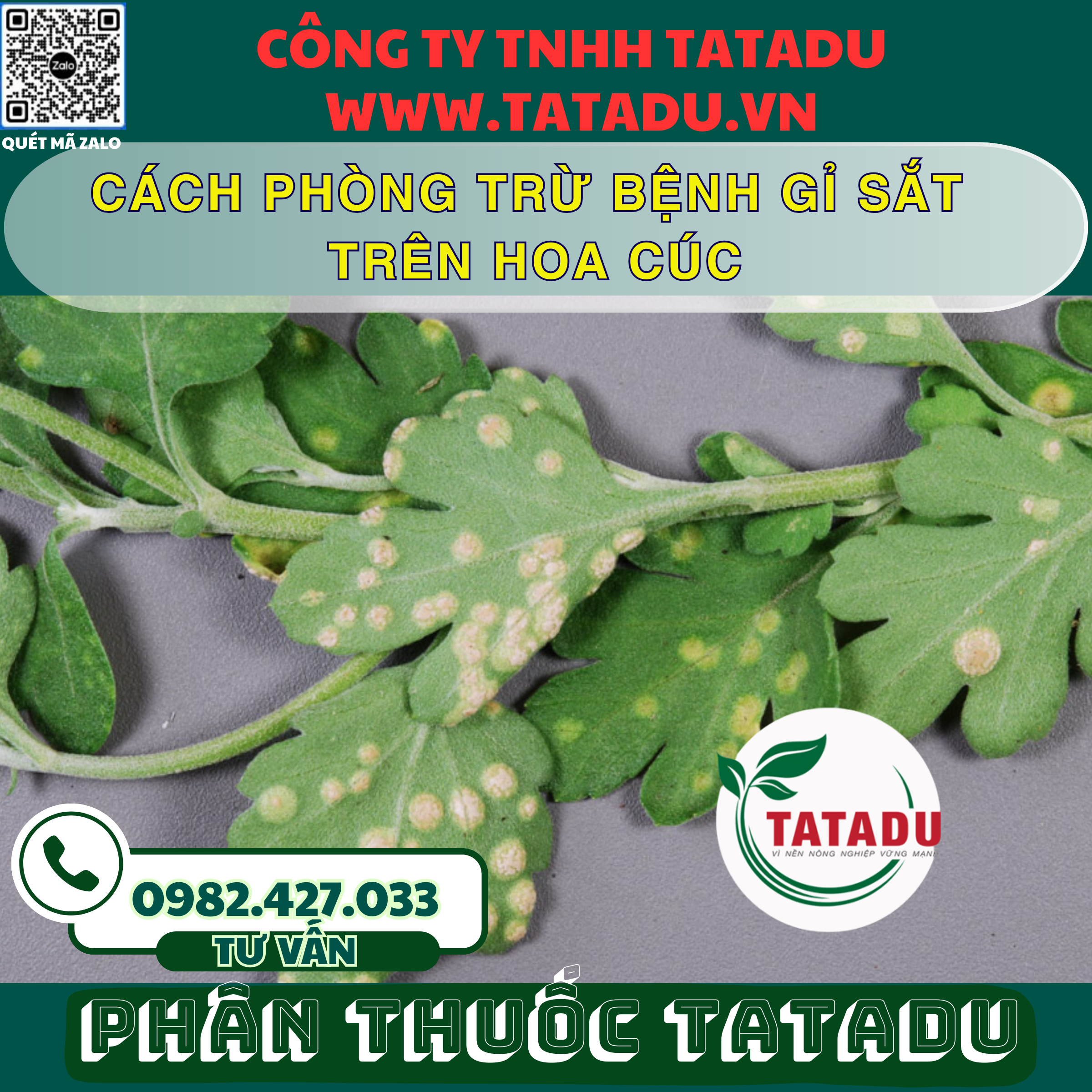 CACH PHONG TRU BENH GI SAT TREN HOA CUC