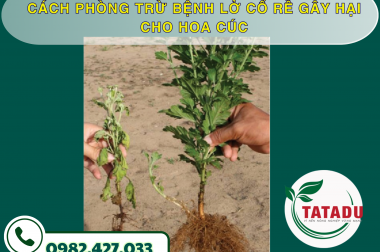 CÁCH PHÒNG TRỪ BỆNH LỞ CỔ RỄ GÂY HẠI CHO HOA CÚC – CÔNG TY TNHH TATADU