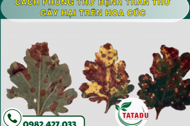 CÁCH PHÒNG TRỪ BỆNH THÁN THƯ GÂY HẠI TRÊN HOA CÚC – CÔNG TY TNHH TATADU