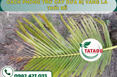 CÁCH PHÒNG TRỪ CÂY DỪA BỊ VÀNG LÁ THỐI RỄ – CÔNG TY TNHH TATADU