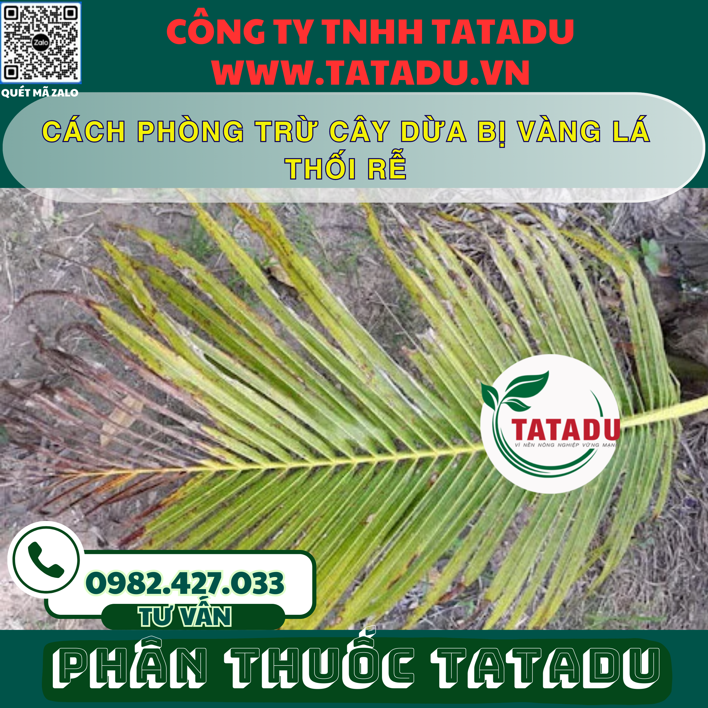 CACH PHONG TRU CAY DUA BI VANG LA THOI RE