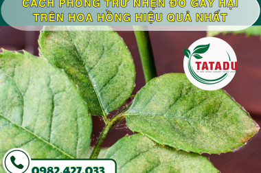 CÁCH PHÒNG TRỪ NHỆN ĐỎ GÂY HẠI TRÊN HOA HỒNG HIỆU QUẢ NHẤT – CÔNG TY TNHH TATADU