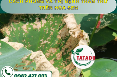 CÁCH PHÒNG VÀ TRỊ BỆNH THÁN THƯ TRÊN HOA SEN – CÔNG TY TNHH TATADU