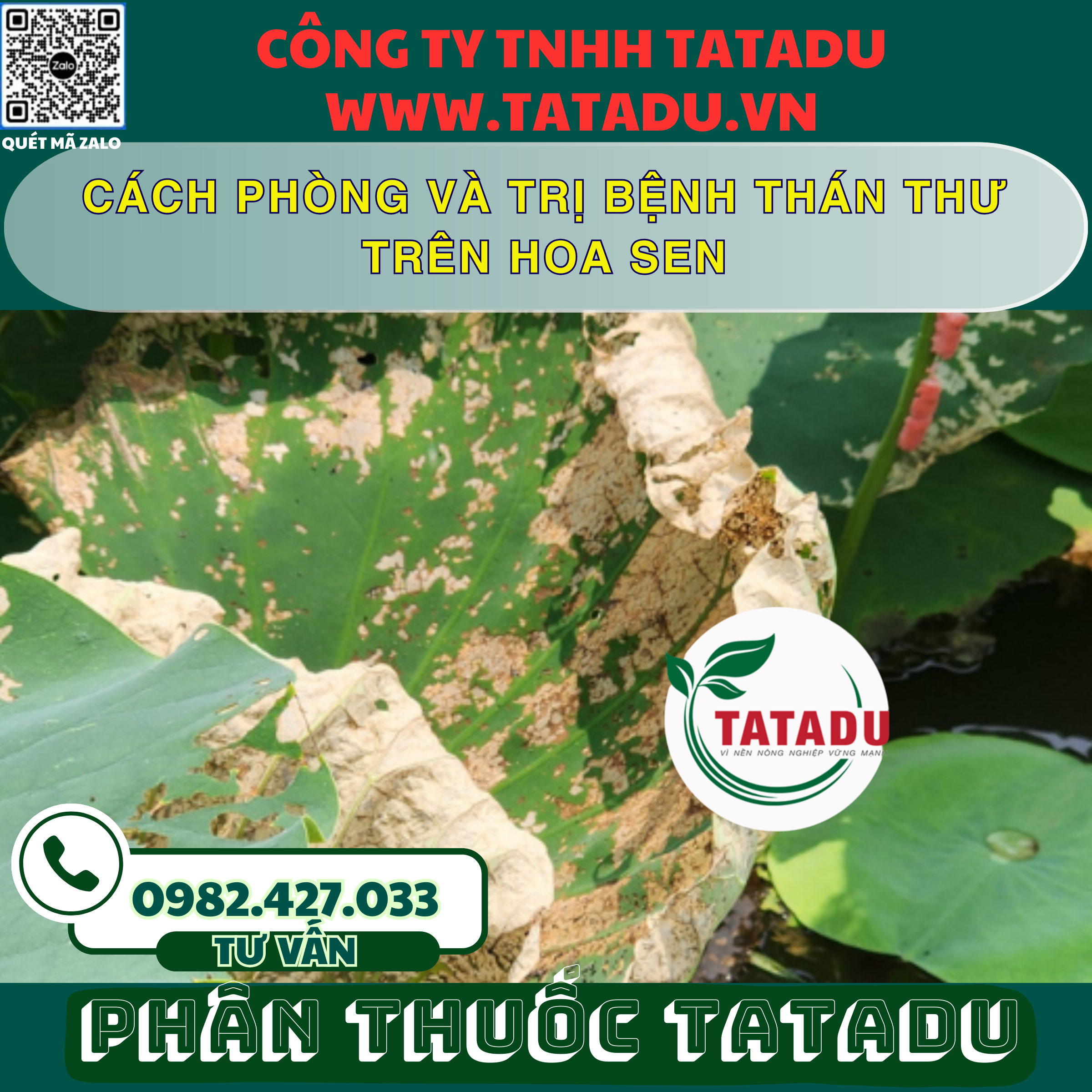 CACH PHONG VA TRI BENH THAN THU TREN HOA SEN 2