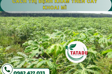 CÁCH TRỊ BỆNH KHẢM TRÊN CÂY KHOAI MÌ – CÔNG TY TNHH TATADU