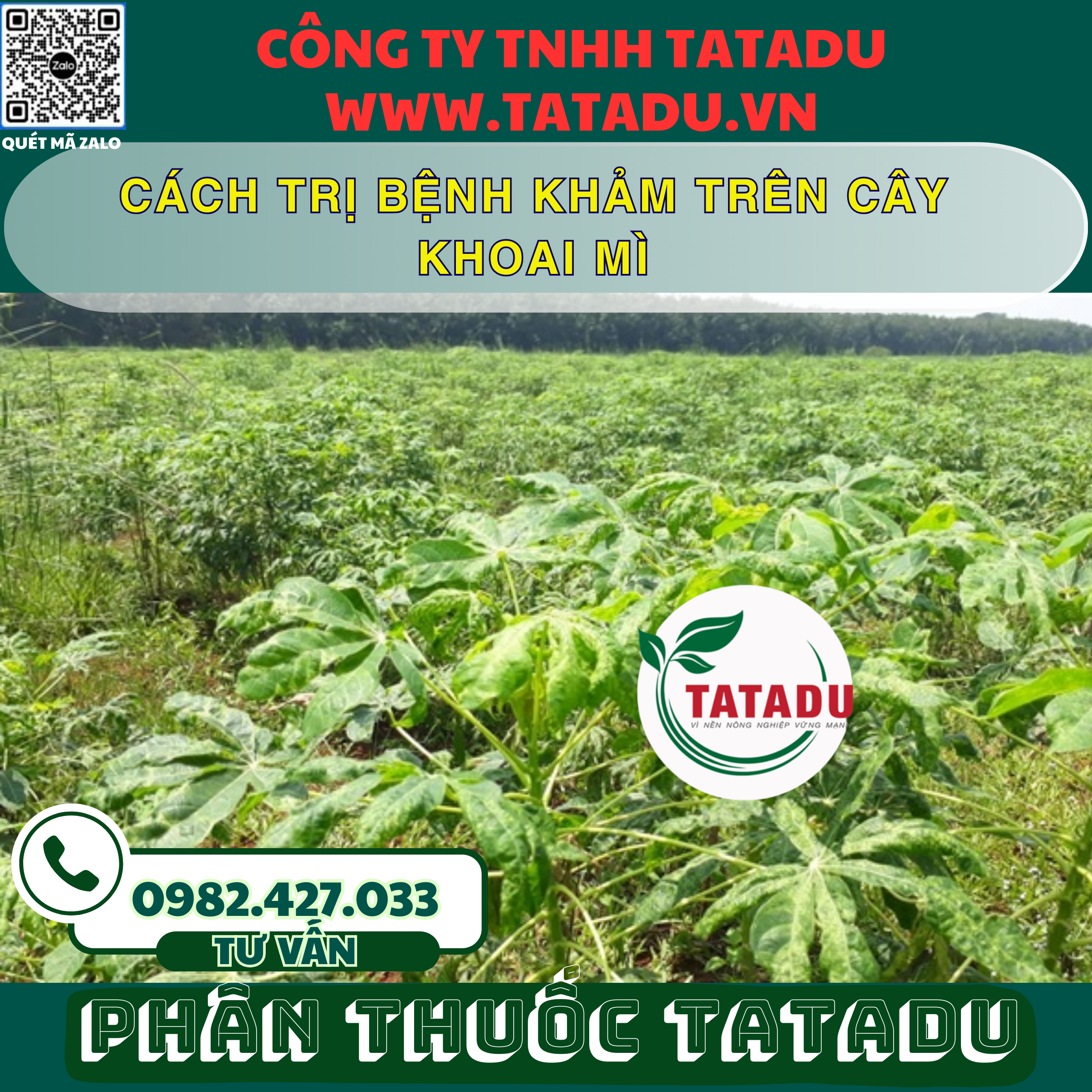 CACH TRI BENH KHAM TREN CAY KHOAI MI CACH TRI BENH KHAM TREN CAY KHOAI MI