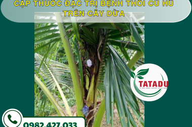 CẶP THUỐC ĐẶC TRỊ BỆNH THỐI CỦ HŨ TRÊN CÂY DỪA – CÔNG TY TNHH TATADU