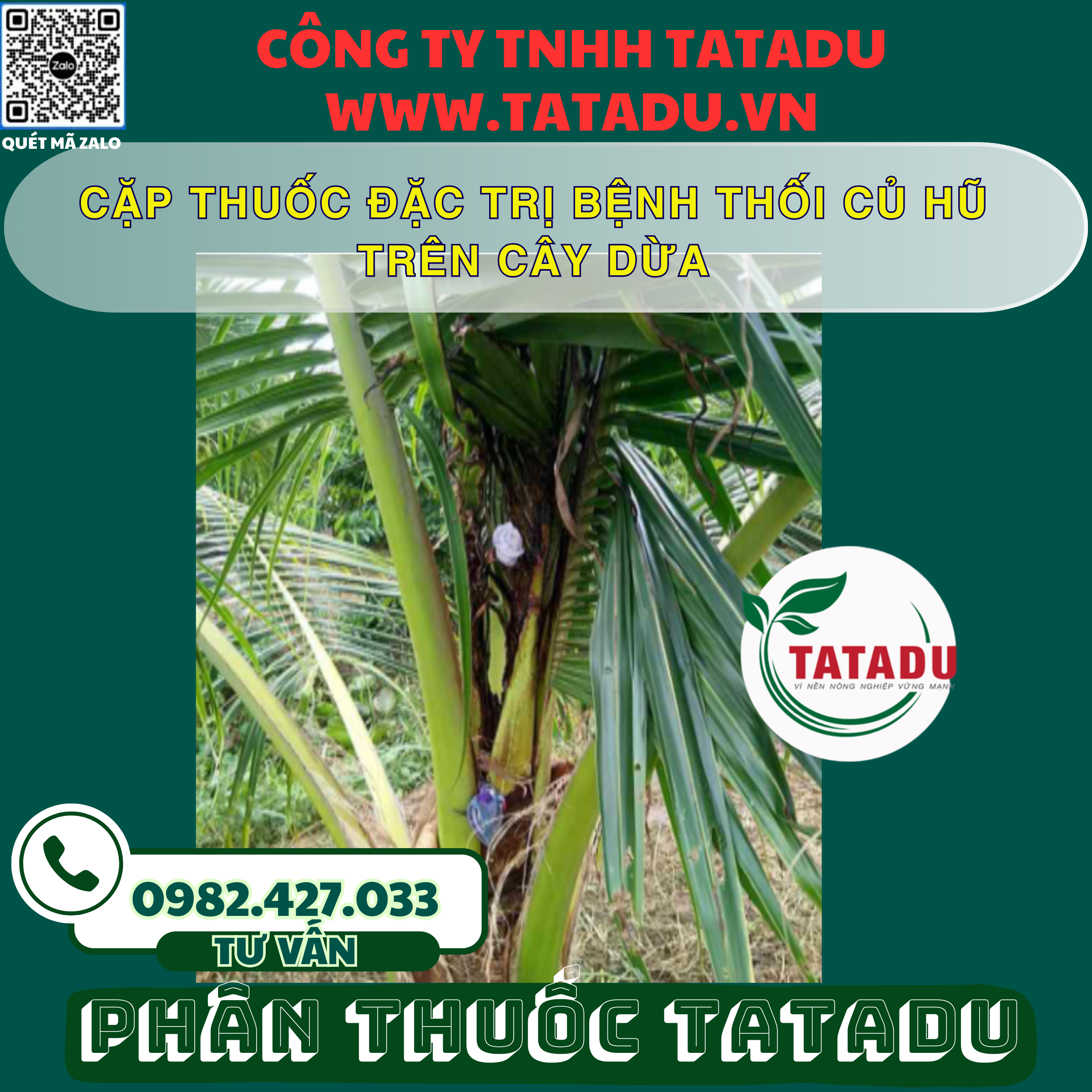 CAP THUOC DAC TRI BENH THOI CU HU TREN CAY DUA
