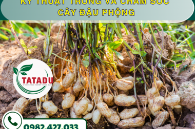 KỸ THUẬT TRỒNG VÀ CHĂM SÓC CÂY ĐẬU PHỘNG – CÔNG TY TNHH TATADU