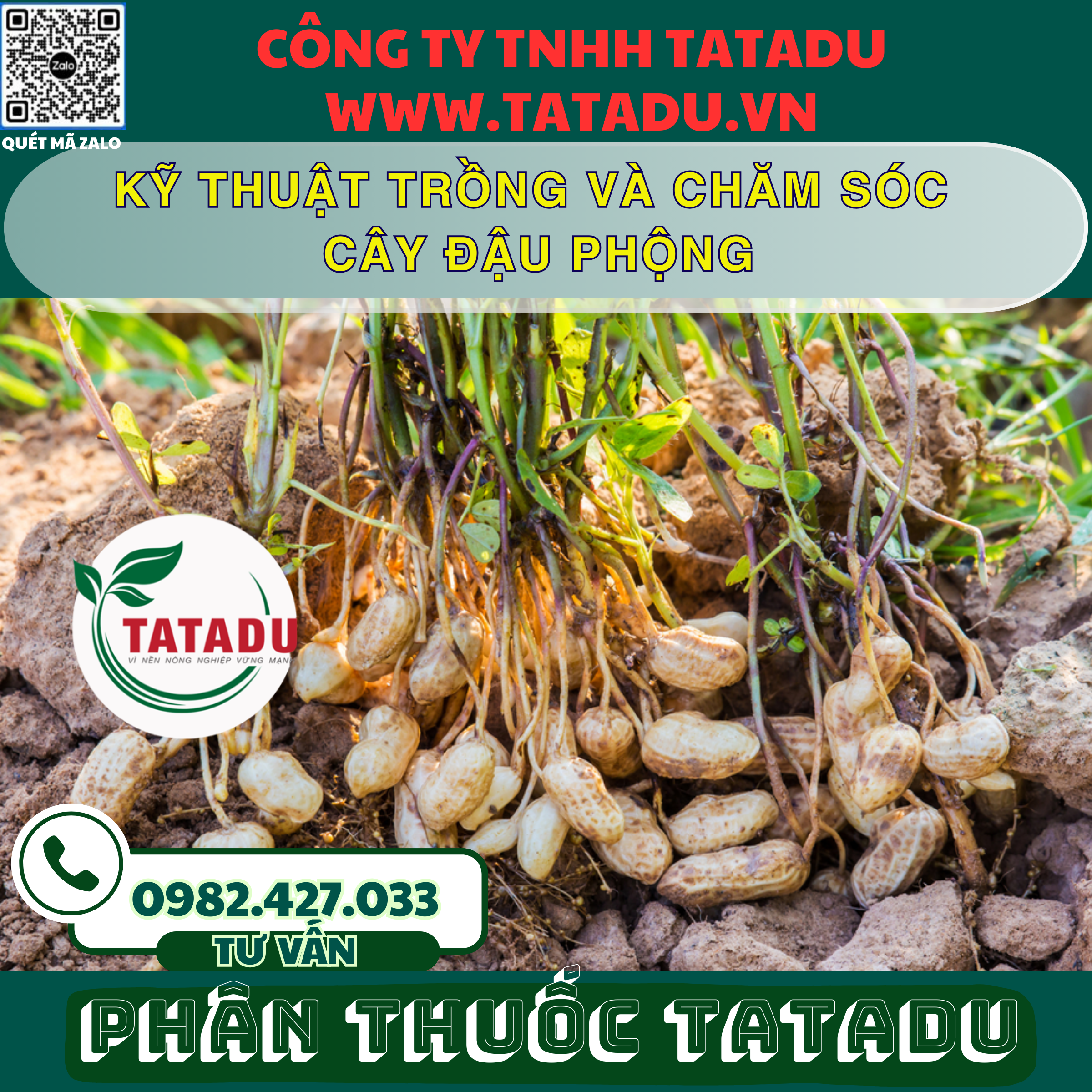KY THUAT TRONG VA CHAM SOC CAY DAU PHONG