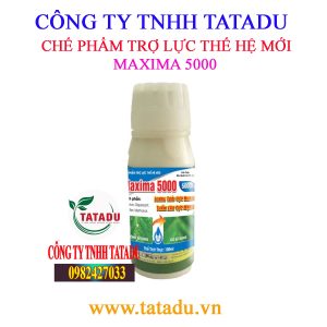 MAXIMA 5000 2