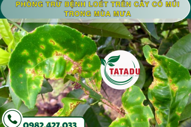 PHÒNG TRỪ BỆNH LOÉT TRÊN CÂY CÓ MÚI TRONG MÙA MƯA – CÔNG TY TNHH TATADU