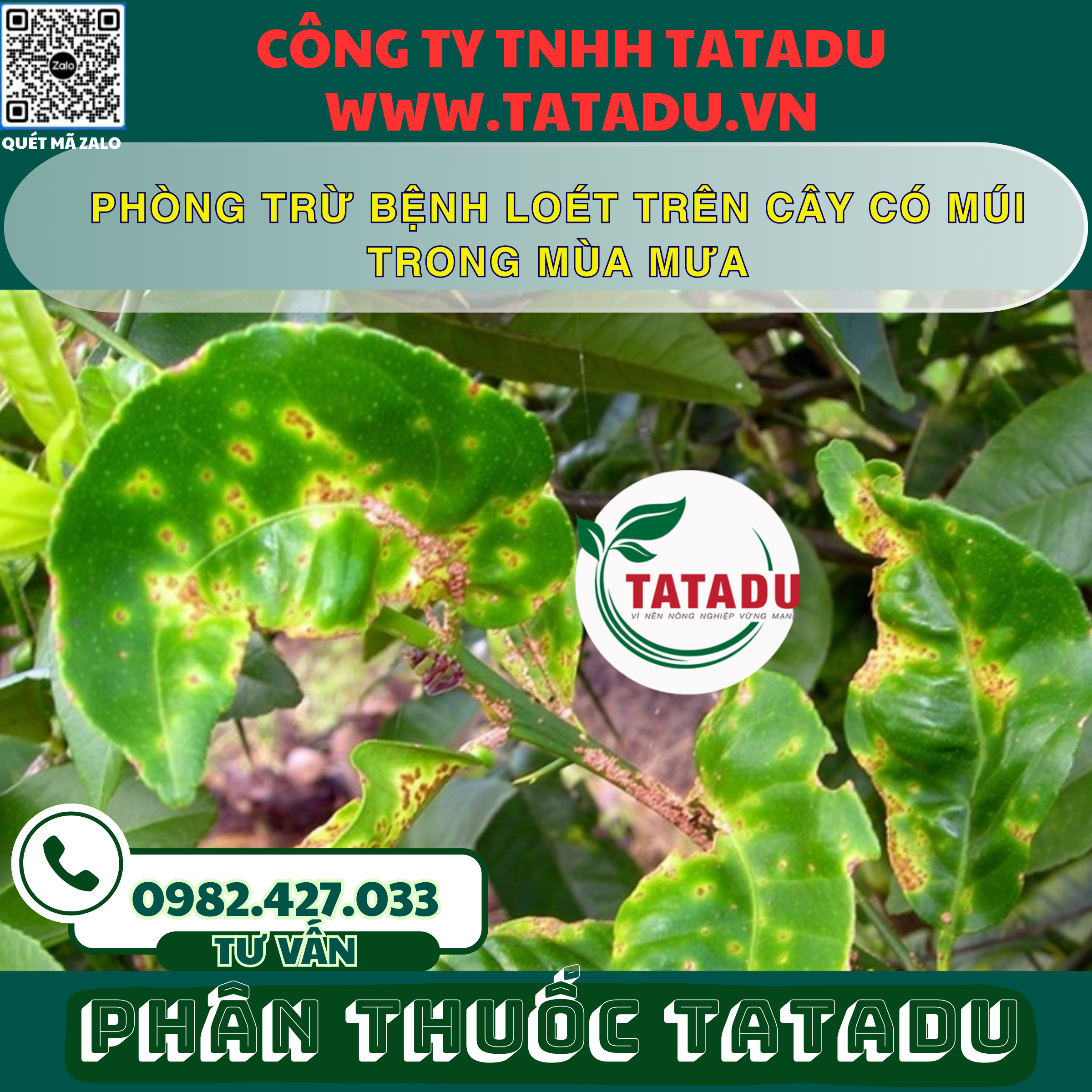 PHONG TRU BENH LOET TREN CAY CO MUI TRONG MUA MUA