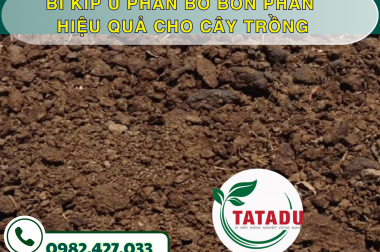 BÍ KÍP Ủ PHÂN BÒ BÓN PHÂN HIỆU QUẢ CHO CÂY TRỒNG – CÔNG TY TNHH TATADU