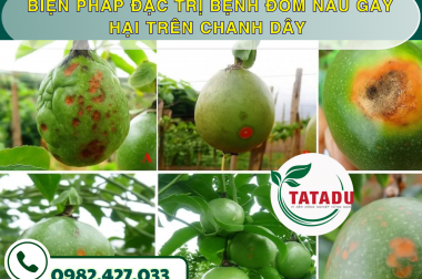 BIỆN PHÁP ĐẶC TRỊ BỆNH ĐỐM NÂU GÂY HẠI TRÊN CHANH DÂY – CÔNG TY TNHH TATADU