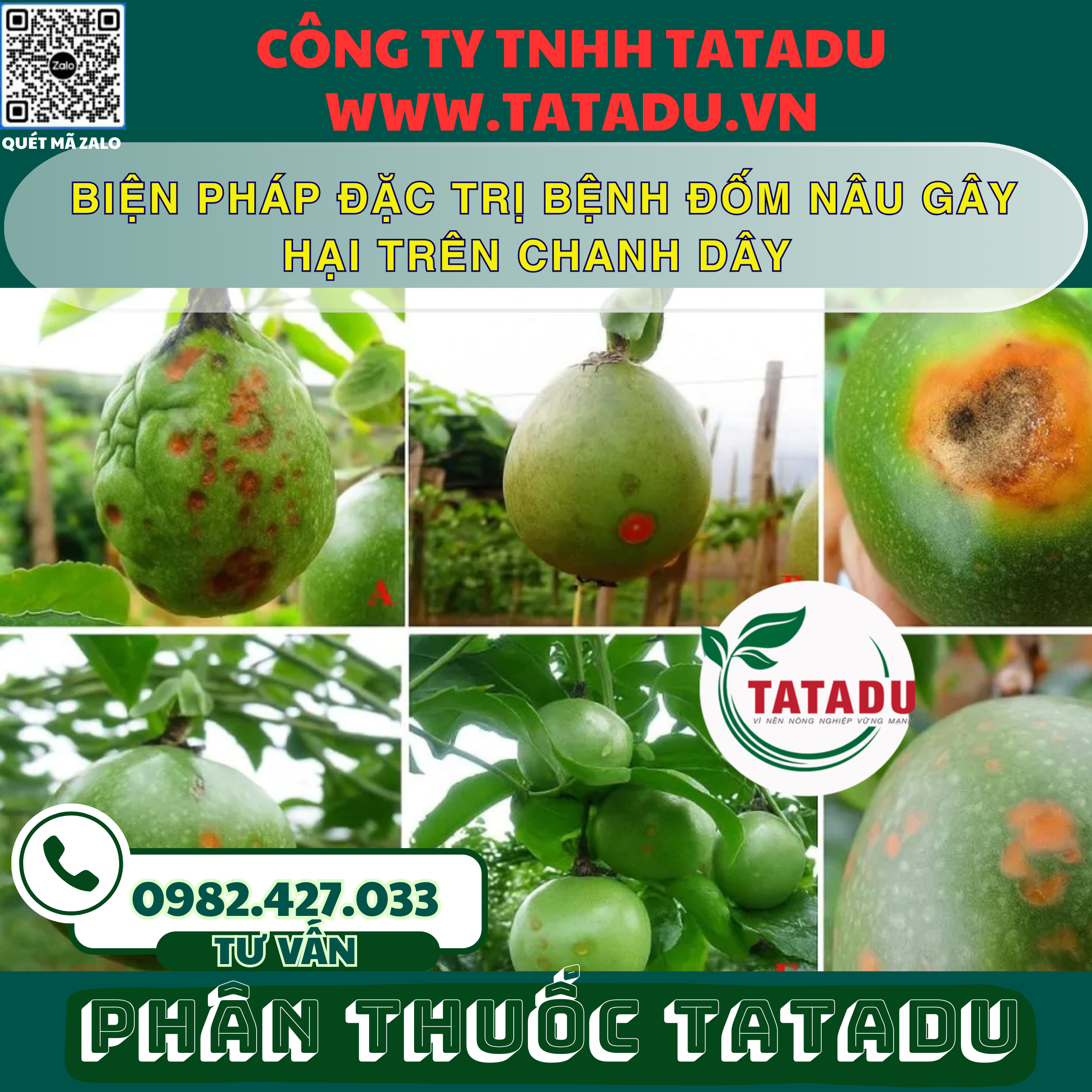 BIEN PHAP DAC TRI BENH DOM NAU GAY HAI TREN CHANH DAY