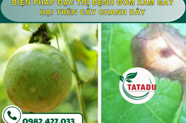 BIỆN PHÁP ĐẶC TRỊ BỆNH ĐỐM XÁM GÂY HẠI TRÊN CÂY CHANH DÂY – CÔNG TY TNHH TATADU