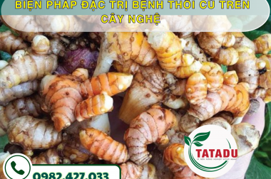 BIỆN PHÁP ĐẶC TRỊ BỆNH THỐI CỦ TRÊN CÂY NGHỆ – CÔNG TY TNHH TATADU