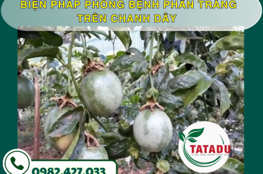 BIỆN PHÁP PHÒNG BỆNH PHẤN TRẮNG TRÊN CHANH DÂY – CÔNG TY TNHH TATADU