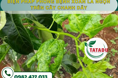 BIỆN PHÁP PHÒNG BỆNH XOĂN LÁ NGỌN TRÊN CÂY CHANH DÂY – CÔNG TY TNHH TATADU