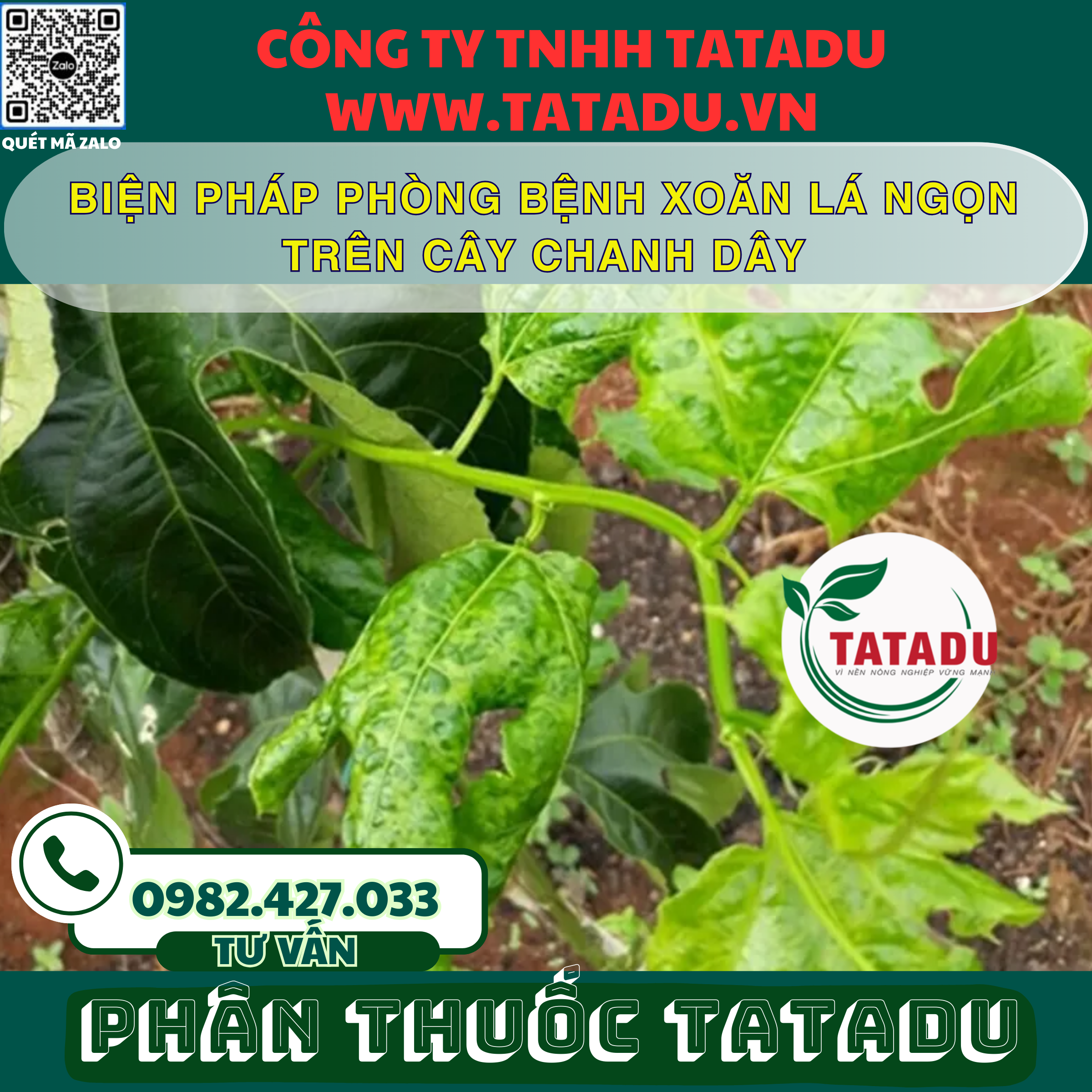 BIEN PHAP PHONG BENH XOAN LA NGON TREN CAY CHANH DAY