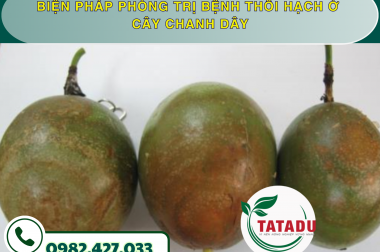 BIỆN PHÁP PHÒNG TRỊ BỆNH THỐI HẠCH Ở CÂY CHANH DÂY – CÔNG TY TNHH TATADU
