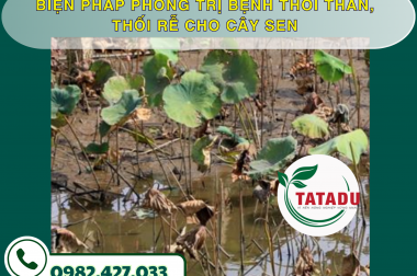 BIỆN PHÁP PHÒNG TRỊ BỆNH THỐI THÂN, THỐI RỄ CHO CÂY SEN – CÔNG TY TNHH TATADU
