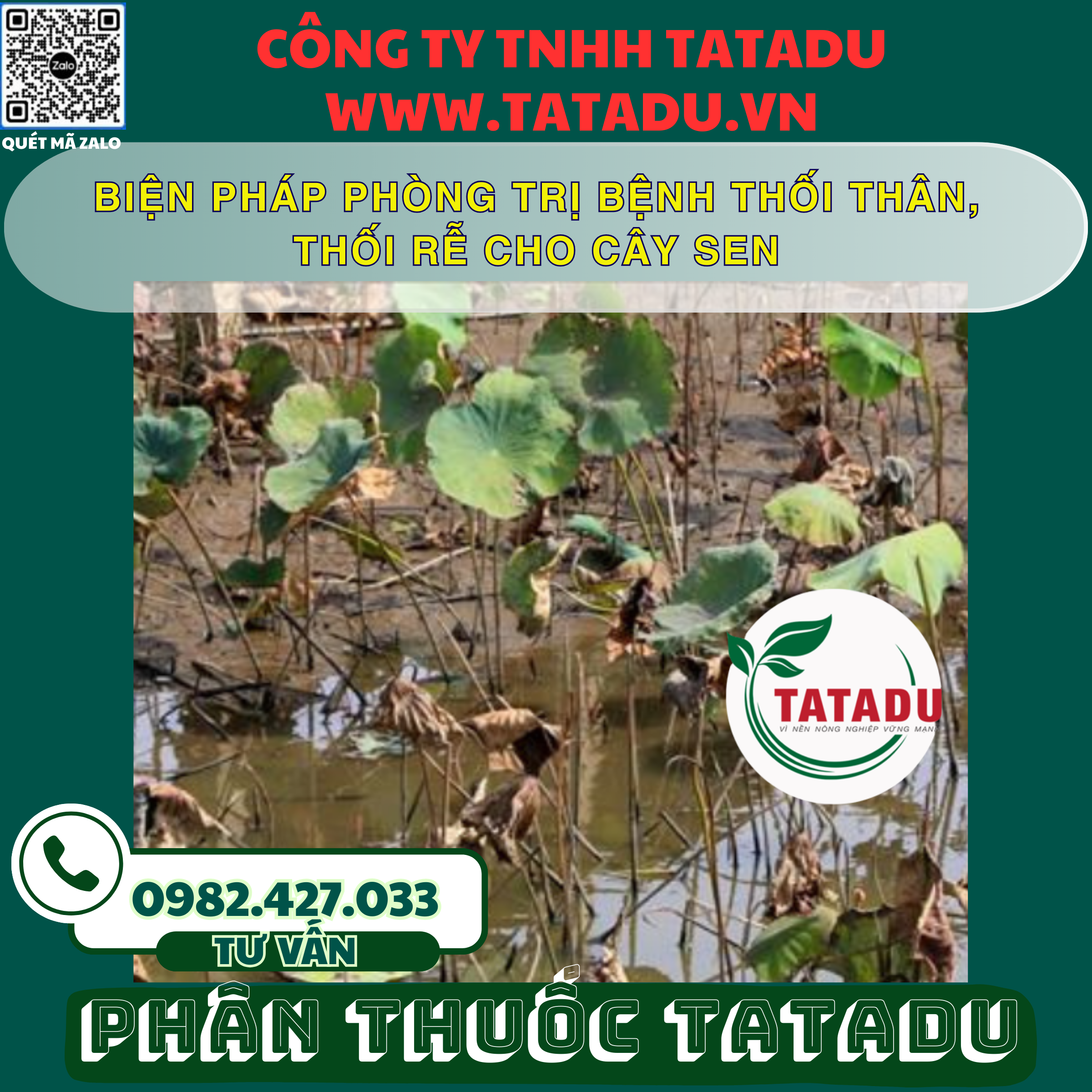 BIEN PHAP PHONG TRI BENH THOI THAN THOI RE CHO CAY SEN