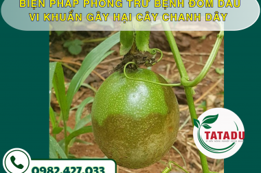 BIỆN PHÁP PHÒNG TRỪ BỆNH ĐỐM DẦU VI KHUẨN GÂY HẠI CÂY CHANH DÂY – CÔNG TY TNHH TATADU