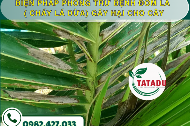 BIỆN PHÁP PHÒNG TRỪ BỆNH ĐỐM LÁ ( CHÁY LÁ DỪA) GÂY HẠI CHO CÂY – CÔNG TY TNHH TATADU